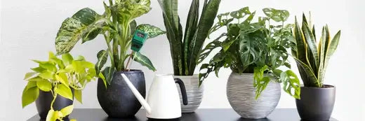 Plant showing in the image. indicates freshness is the  main benefits of professional air duct cleaning by Power HVAC Services.