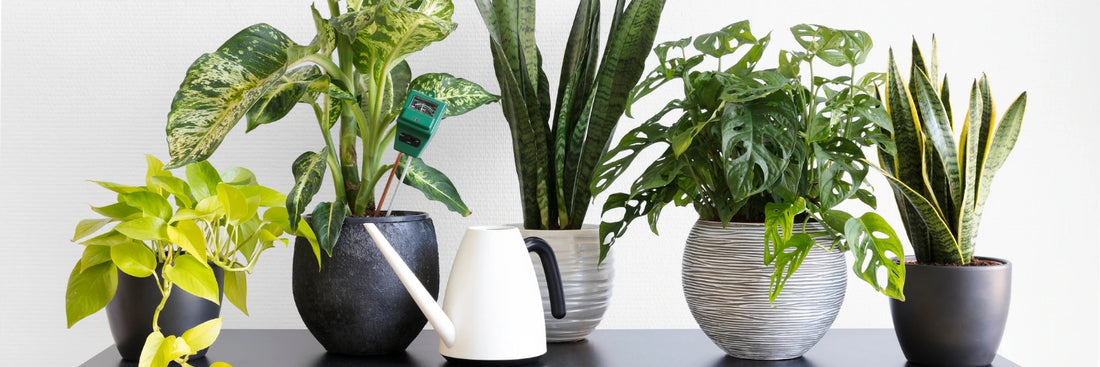 The fair benefits of houseplants for air duct cleaning