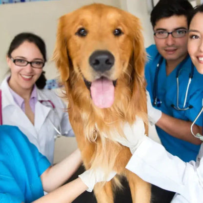 In a busy GTA clinic, a golden retriever is cared for by four vets, their efficiency matching the precision of Power HVAC Services Commercial Air Duct Cleaning technology.